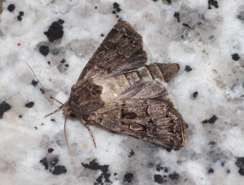 Agrotis lata